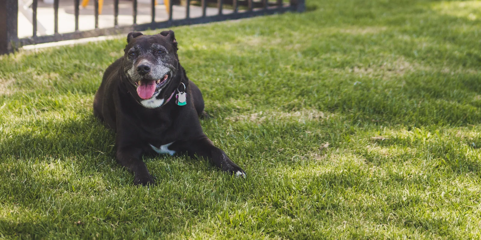 A black dog with a white chest and gray muzzle is lying on green grass, panting with its tongue out, near a black metal fence in a sunny outdoor area.