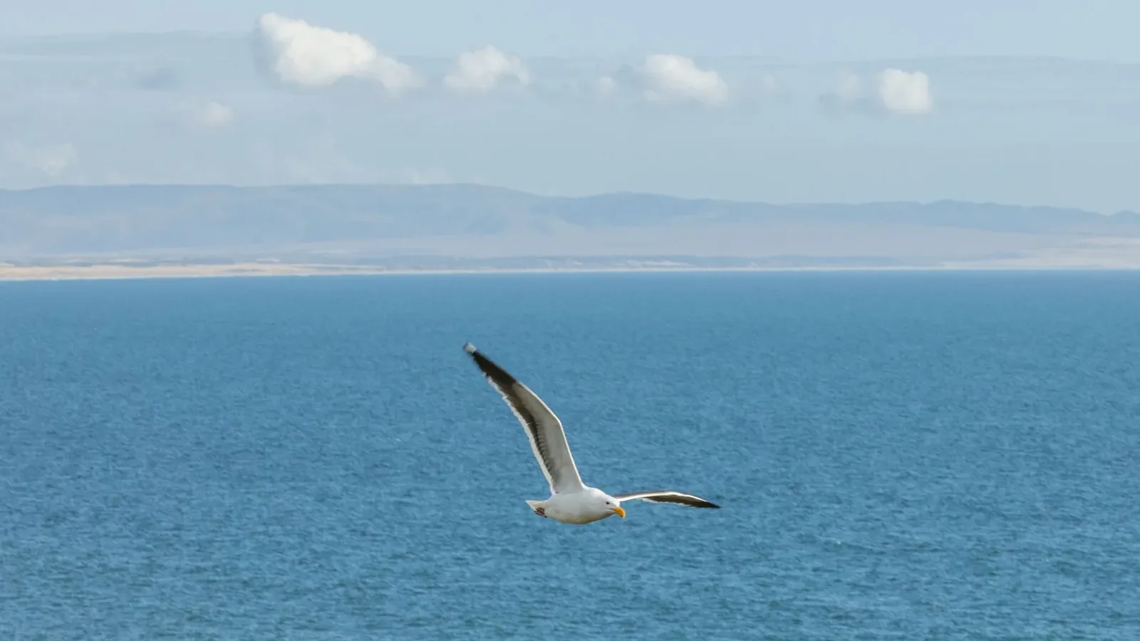 A seagull flies over a calm blue ocean with distant mountains and a cloudy sky in the background.
